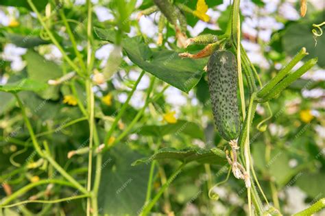 Premium Photo Cucumbers On The Bush