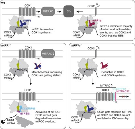 The Role Of Mtrf And Mtrf A During Translation Termination In Human