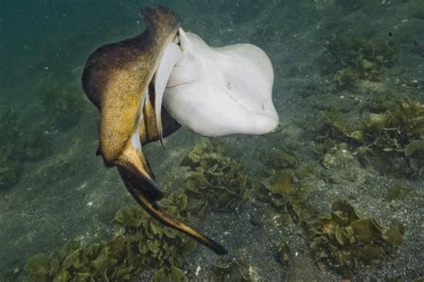 Images of sharks and rays mating and courtship pictures