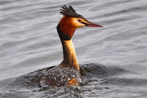 10 Types of Birds That Swim Underwater (With Pictures) - Bird Feeder Hub