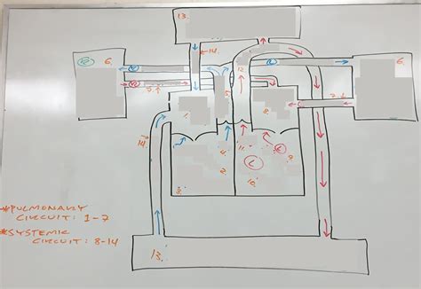 Unit Circulatory System Blank Labels Diagram Quizlet