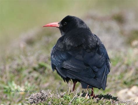 Species Gallery - Chough