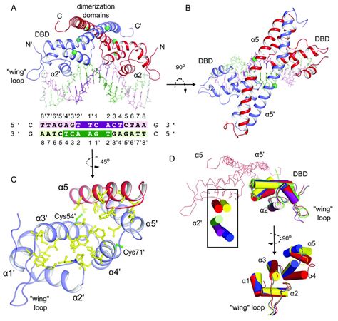 Crystal Structure Of The Hinmlr Dimer Bound To The Padhc Estd Nmlr Ir