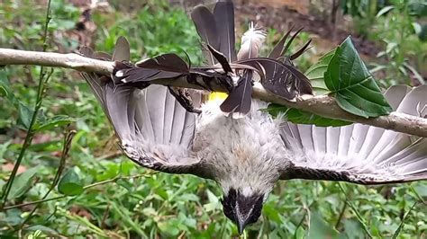 Mikat Burung KUTILANG Yang Dapat Malah Bapak Nya YouTube