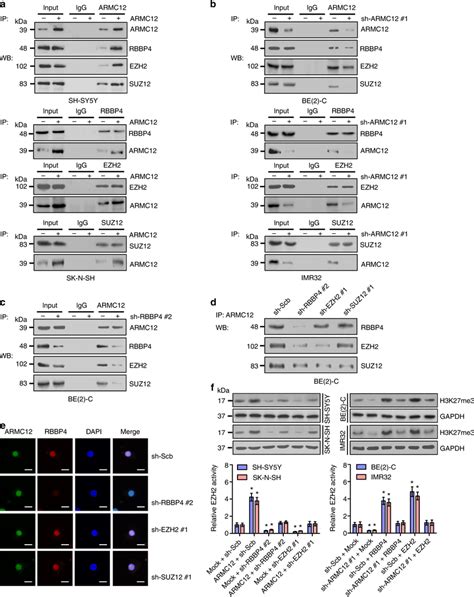 Armc12 Facilitates The Prc2 Complex Formation And Ezh2 Activity A B