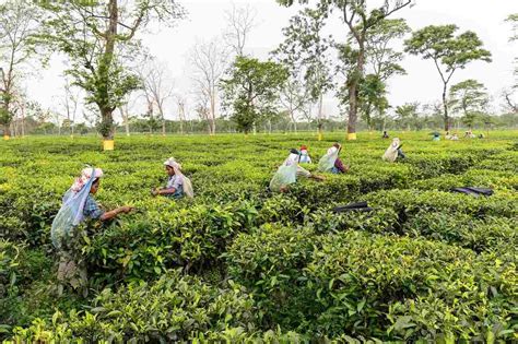 15 Famous Tea Gardens In Assam Oddessemania