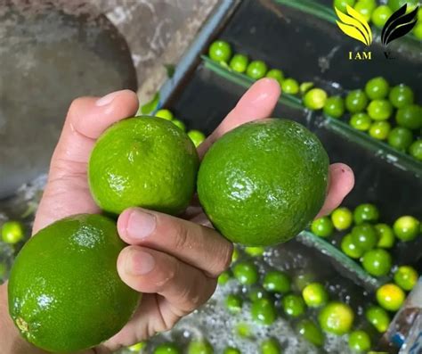 Vietnam New Crop 2024 Seedless Lime And Lemon Competitive Price Fresh