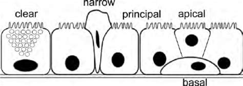 Schematic And Histological Representation Of The Male Reproductive