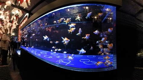 360 Degree View Of ”tokyo Kingyo Wonderland” At Sumida Aquarium Youtube