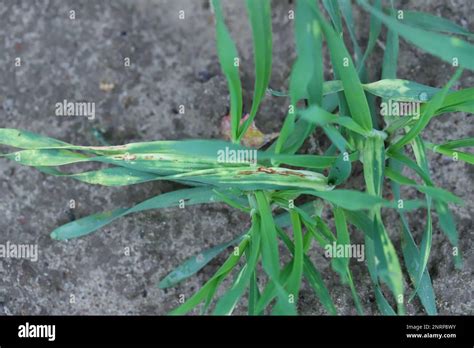 Maladies Fongiques Des Plantes Banque De Photographies Et D’images à Haute Résolution Alamy