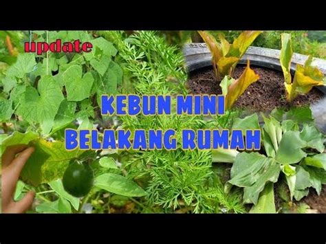 Kebun Mini Update Tanaman Di Kebun Mini Belakang Rumah Youtube