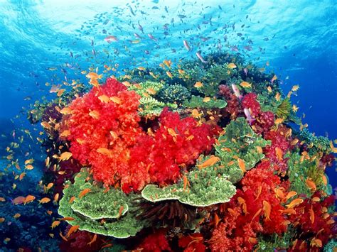 Great Barrier reef - Ecosystem of Australia