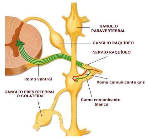 Ciencias Biologicas Anatomia Y Fisiologia Del Sistema Nervioso Autonomo