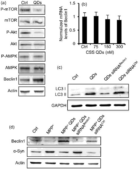 Beclin1 Is Required For Qds Induced Autophagy A Pc12 Cells Were