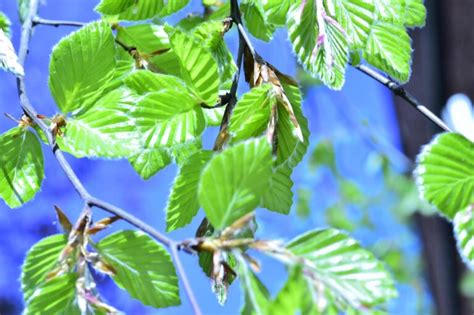 MORINGA Naudojimas šalutinis poveikis ir dar daugiau Biology lt