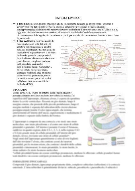 SOLUTION Sistema Limbico Studypool