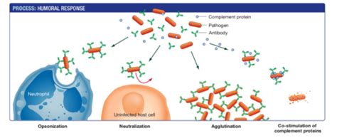 Topic 2c Cells And The Immune System Flashcards Quizlet