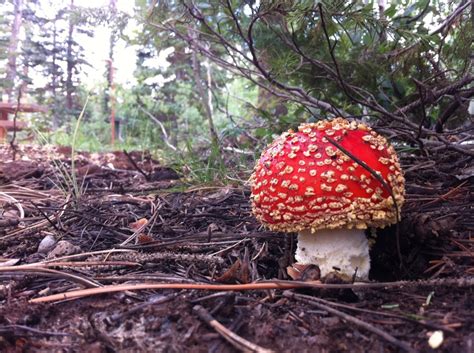 Mushrooms In Duck Creek Ut Stuffed Mushrooms Favorite Places Hiking