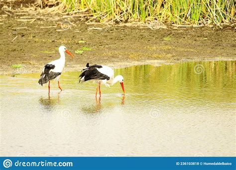 Ciconia Ciconia The White Stork Is A Species Of Bird In The