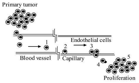 Metastasis Of Tumor Cells Through Blood Circulation Tumor Cell