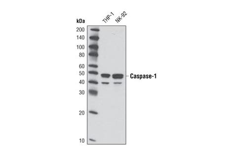 Caspase 1 D7f10 Rabbit Mab Cell Signaling Technology