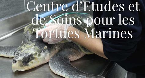 Le Centre D Etudes Et De Soins Pour Les Tortues Marines C E S T M De