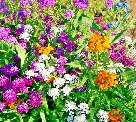 Partial Shade Wildflower Mix Different Annual Seeds Garden