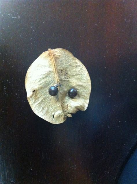 Mystery Seed Pod Walter Reeves The Georgia Gardener