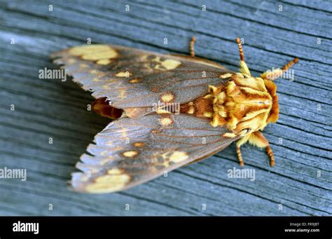 Moth Stock Photo Alamy