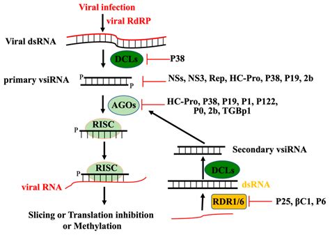 RNAi-Based Antiviral Innate Immunity in Plants