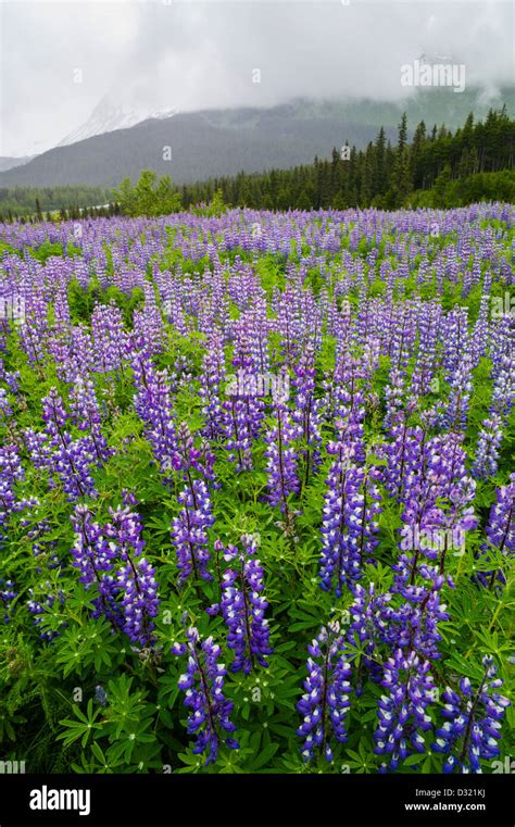 Arctic Lupine, Lupinus arcticus, purple flowers in bloom, Kenai ...