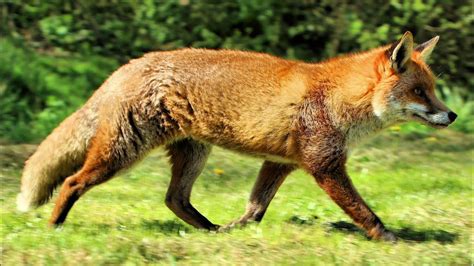 Red Fox Screaming At Night Sounds Like A Baby Youtube