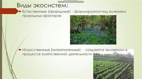Урок естествознания 5 класс "Компоненты экосистемы" - YouTube
