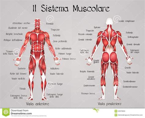 Il Sistema Muscolare Sistema Muscolare Muscoli Yoga Per Bambini