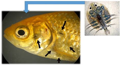 Presence Of Argulus Parasite On The Skin And Gills Of Goldfish