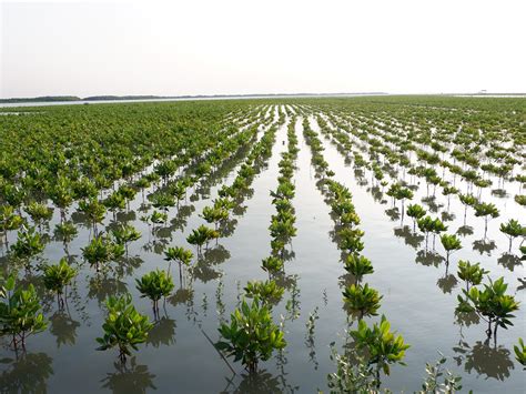 Alasan Rhizophora Sering Dipilih Di Program Rehabilitasi Mangrove