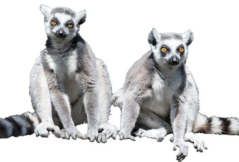 Lemur Png Transparent Images