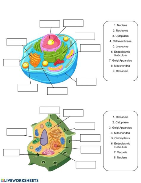 Anatomy Of A Cell Worksheets Printable Worksheets