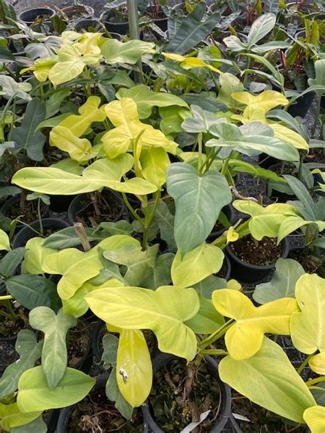 Philodendron Bipennifolium Gold Rrhe