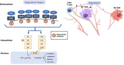 Experience With Regorafenib In The Treatment Of Hepatocellular