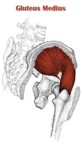 The Definitive Guide to Gluteus Medius Anatomy, Exercises & Rehab