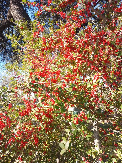 Pride Of Houston Yaupon Holly Ilex Vomitoria ‘pride Of Houston