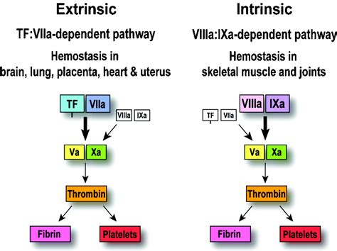 Role Of Tissue Factor In Hemostasis Thrombosis And Vascular