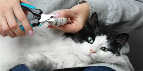 What To Do If Your Cat Won't Let You Trim Their Nails - Cats.com