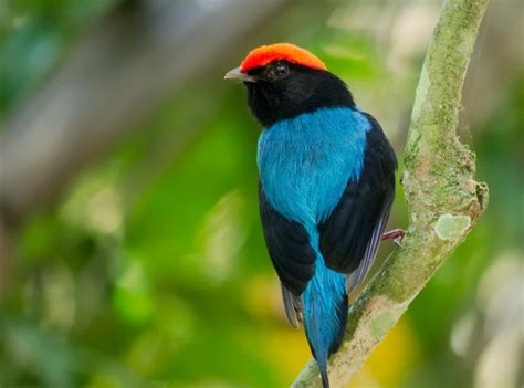 Tangar Caracter Sticas Reprodu O Alimenta O E H Bitos P Ssaros