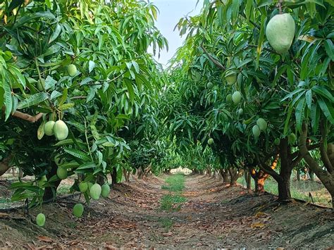 Mango Orchard Hydralada_Mango_Machine_2021