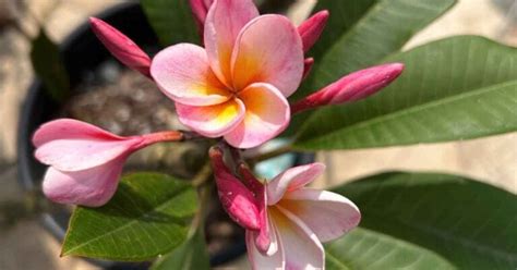 Understanding Plumeria Growing Zones A Comprehensive Guide