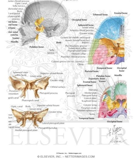 Bones Of The Skull Sphenoid Bone