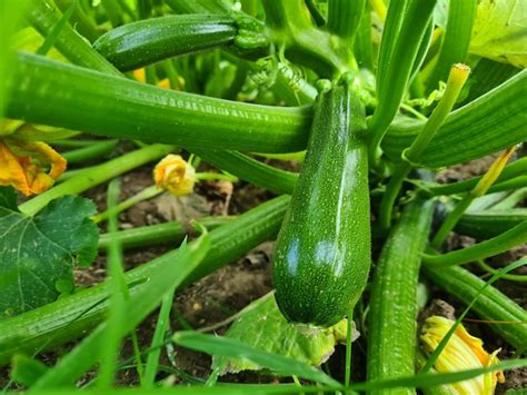 Premium Photo Courgette Plant Cucurbita Pepowith Green Fruits Growing In Garden Bed Outdoors