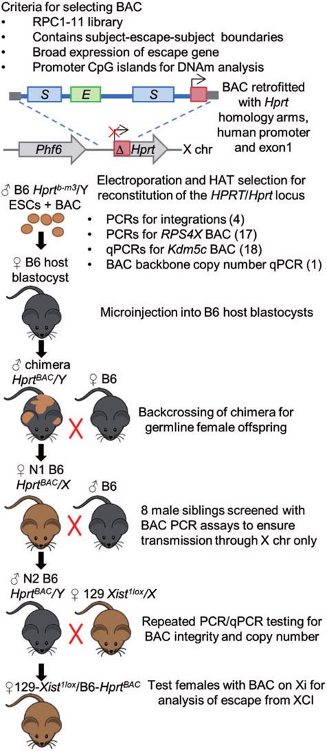 Generation Of Transgenic Mice With Bac Knock Ins On The Xi Flow Dia